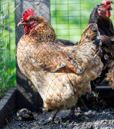A chicken is standing in a pen. It is brown and white. There are other chickens in the penの写真素材