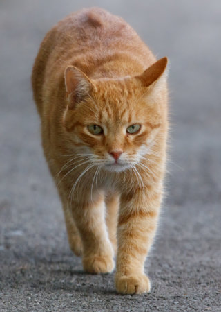A cat is walking on a road. It is orange and has green eyes. The cat has a white stripe on its faceの写真素材