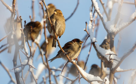 A group of birds are sitting on a tree branch covered in snow. There are at least six birds visible in the imageの写真素材