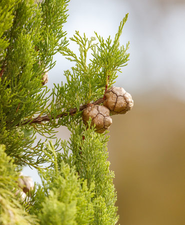 Small fruits on a thuja in a park. Close-up.の写真素材