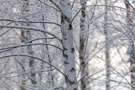 A tree with snow on it. The tree is bare and has no leaves. The snow is covering the tree trunk and branchesの写真素材