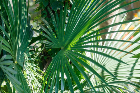 A large, green leaf with a smaller, green leaf growing on top of it. The leaf is situated on a plant, which is surrounded by other leaves and vines. The leaves are in full bloomの写真素材