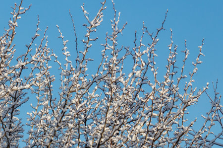 A tree with snow on it and a blue sky in the background. The tree is bare and has no leaves