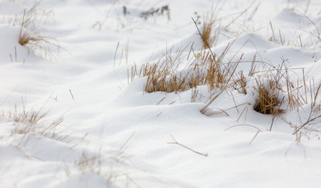 A field covered in snow and grass. The snow is white and the grass is brown. There are some small plants in the snowの写真素材