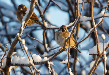 Two birds are sitting on a tree branch covered in snow. One bird is on the left side of the branch...