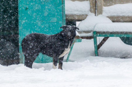A black and white dog standing in the snow. The dog is looking at the camera. The snow is covering...