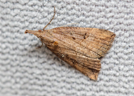 A brown moth is laying on a white surface. It is small and has a brown head