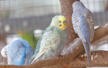 Blue and white bird is sitting on a branch. There are two other birds in the background