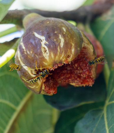 Two yellow and black insects are on a fig. One of the insects is on the fig and the other is on the...