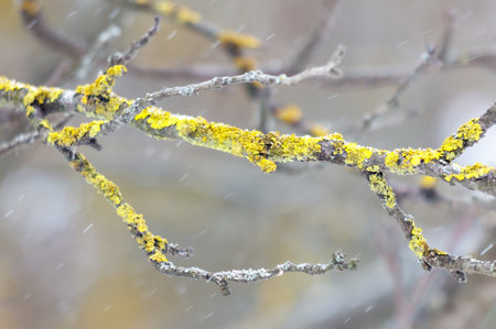 A branch covered in moss and snow.