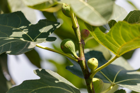 A branch of a tree with green leaves and small fruits. The branch is thin and has a few leavesの写真素材