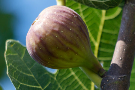 Ripe fig fruit on a tree branch. Close-up.の写真素材