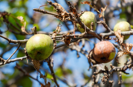 Apples on a tree damaged by disease.の写真素材