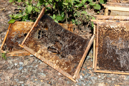 Three wooden boxes with honeycomb inside. The boxes are brown and have holes in them. The honeycomb...