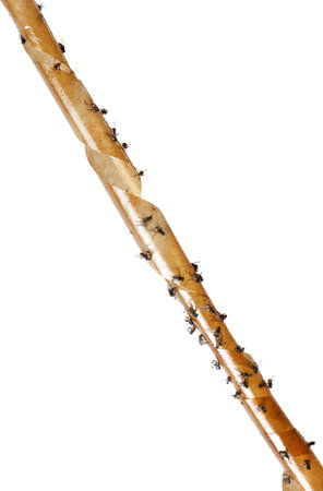 A flock of birds flying in the sky isolated on a white background. The birds are lined up and flying in different directions.の写真素材