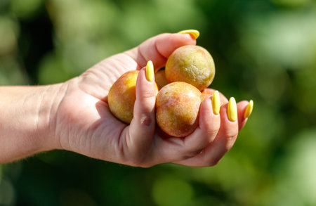 A hand holding three small, yellow fruits. The fruits are not ripe yet. The hand is holding the fruits in a way that they are not touching each otherの写真素材
