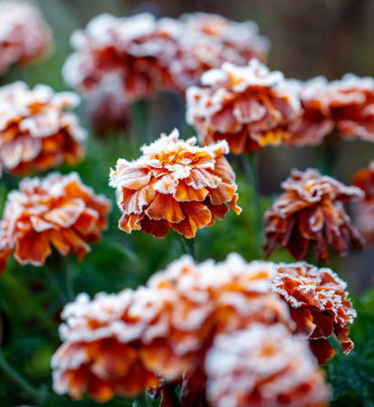 A bunch of orange flowers with frost on them. Some of the flowers are wild. The frost is covering the petals and stemsの写真素材