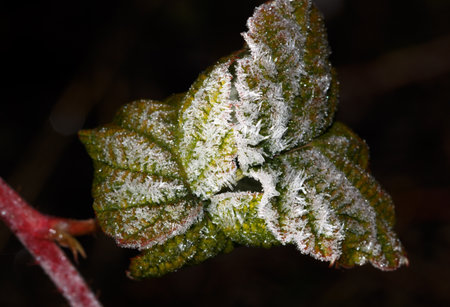 A leaf covered in frost. The frost is covering the leaf in a way that it looks like it is covered in...