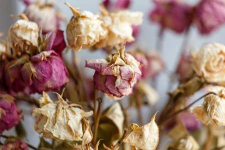 A bunch of dried up flowers with brown stems. The flowers are mostly pink and some are whiteの写真素材