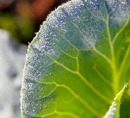 A leaf with frost on it. The leaf is on a plant
