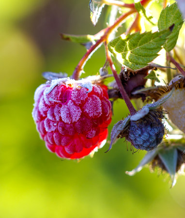 A red raspberry is covered in frost. It is on a branch. There are other berries on the branchの写真素材