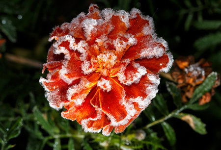 A red flower covered in snow. The snow is covering the petals and the stem. The flower is in a gardenの写真素材