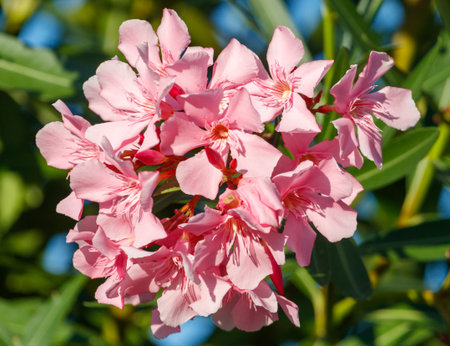 A beautiful pink flower with a green stem is in the center of the stem. The flower is surrounded by...