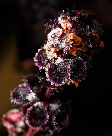 A beautiful purple flower with a layer of frost on it. The frost is white and covers the entire flower, giving it a delicate and ethereal appearanceの写真素材