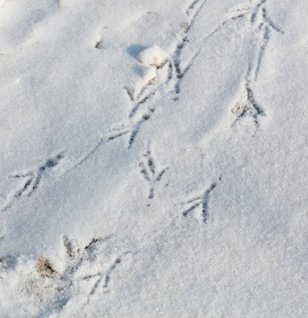 A bird's footprints are in the snow. There are three sets of footprints. The first set is in the middle of the snow. The second set is on the left side of the first setの写真素材