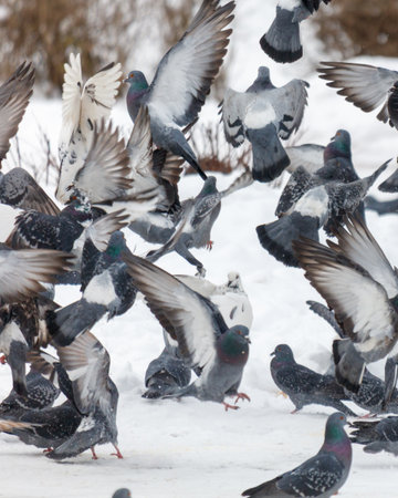 A flock of pigeons are flying in the air. Some of them are eating. There are at least 13 pigeons in the imageの写真素材