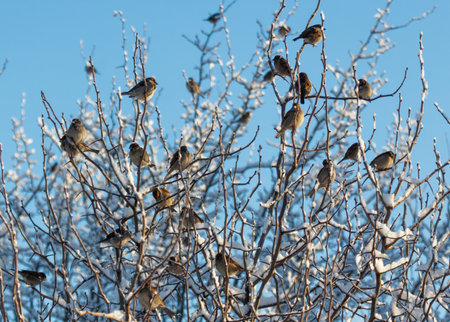 A group of birds are sitting on a tree branch. There are at least 13 birds visible. The branch is covered in snowの写真素材