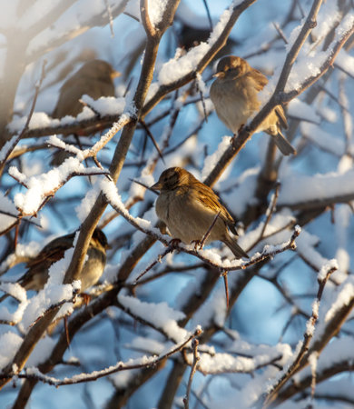 Three birds are sitting on a tree branch covered in snow. The birds are brown and white. The snow is covering the tree branch and the groundの写真素材