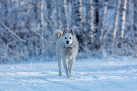 A white dog is walking in the snow. The dog is looking at the camera. The snow is white and the...