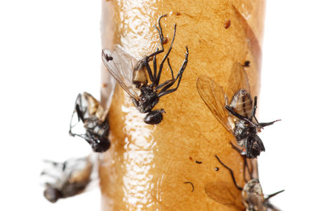 A flock of birds flying in the sky isolated on a white background. The birds are lined up and flying in different directions.の写真素材
