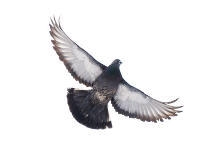 A pigeon is flying in the air. The bird has a white wing and a black wingの写真素材
