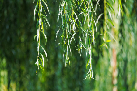 A tree with green leaves. The leaves are long and thin