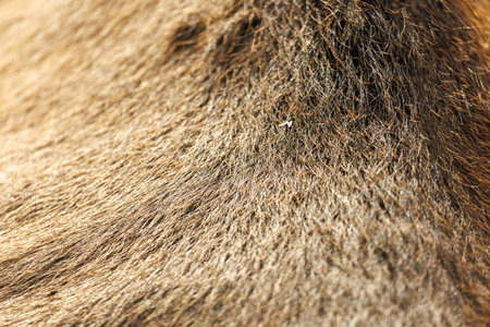 A close up of a brown animal's fur. The fur is coarse and has a lot of textureの写真素材