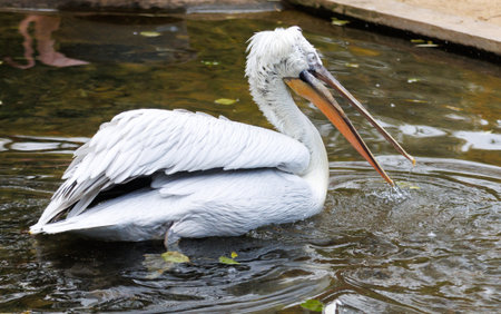 A white pelican is swimming in a body of water. The bird has a long beak and is holding it out of the waterの写真素材