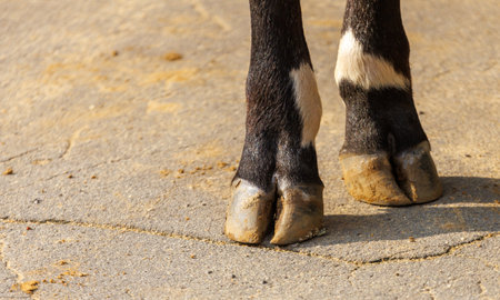 The hooves are shown. The hooves are black and white. Hooves are on cement surface