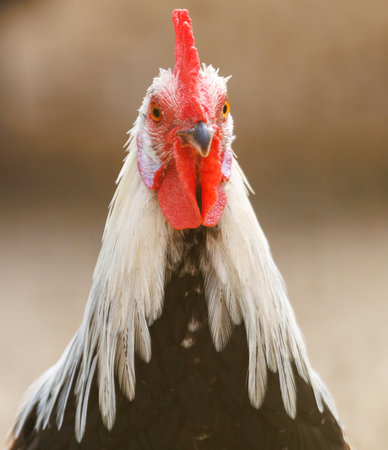 A chicken with a red beak and white feathers. It is looking at the cameraの写真素材