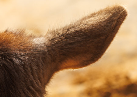 The ear of a donkey is shown in detail. The ear is brown and has a white spotの写真素材