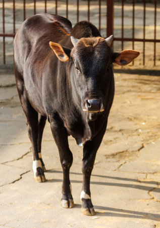 A black cow with horns and a white spot on its back. It is standing in a dirt areaの写真素材