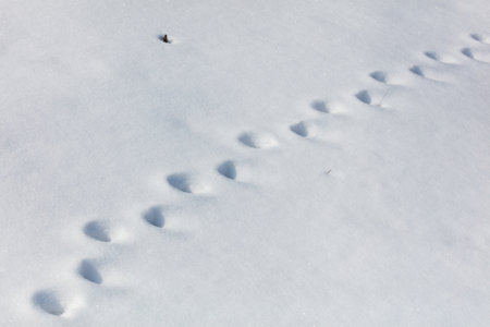 A snowy landscape with a trail of footprints in the snow. The footprints are in a straight line, indicating that they were made by a single animal or person. The footprints are smallの写真素材