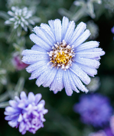 A flower with frost on it. The flower is blue. The frost is white. The flower is in the middle of the imageの写真素材