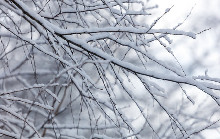 A tree branch covered in snow. The branch is thin and has a few snowflakes on it