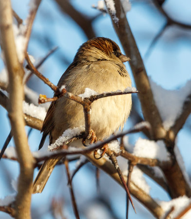 A small bird is sitting on a branch covered in snow. The bird is brown and has a black beakの写真素材