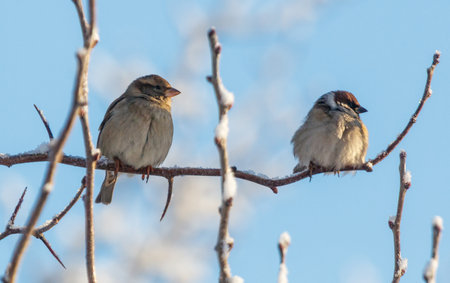 Two birds sitting on a branch. One is brown and the other is gray. The branch is covered in snowの写真素材