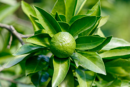 A lime is sitting on a leaf. The lime is green and has a small stem