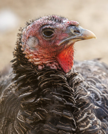A turkey with a red head. The turkey has a black and white pattern on its feathers