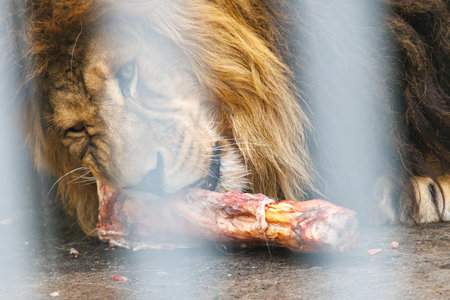 A lion is eating a piece of meat. The meat is partially eaten and has some blood on itの写真素材